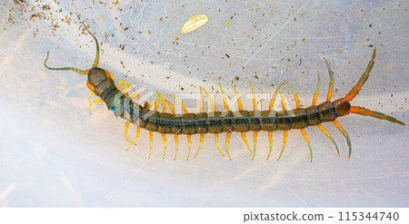 Centipede close-up 115344740