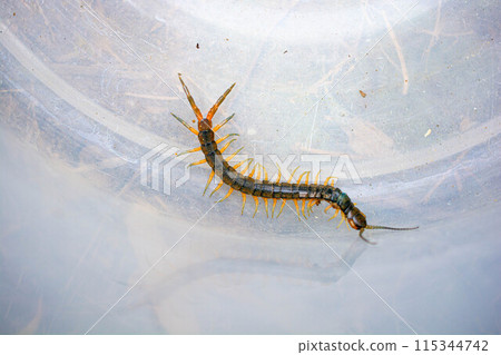 Centipede close-up 115344742