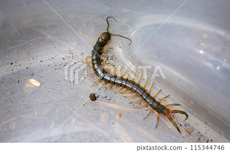 Centipede close-up 115344746