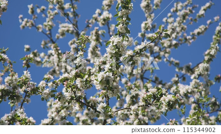 A branch of a blossoming apple tree in spring. A branch of a blossoming apple tree in spring. 115344902