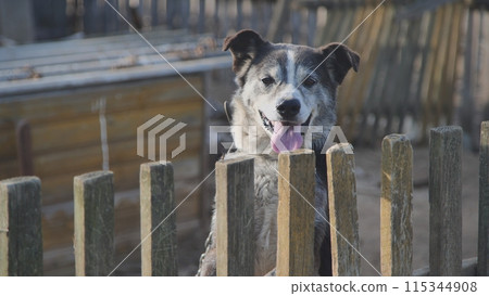 A country dog on a chain. A country dog on a chain. 115344908