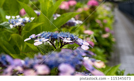 沿路開花的八仙花屬 115345073