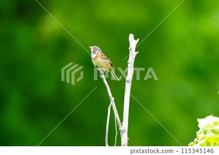 Hooka perched on a branch Hooka perched on a branch 115345146