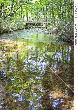 Fresh greenery reflected in the clear, transparent stream of the forest - Kagamino Town 115345243