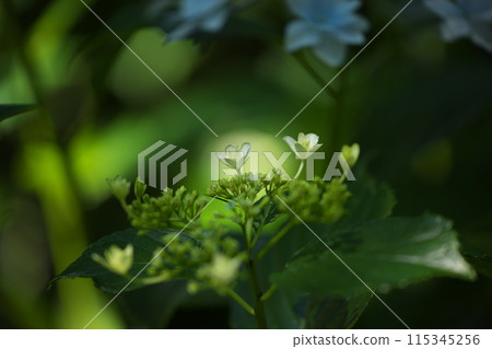 Close-up of hydrangeas 115345256