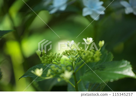 Close-up of hydrangeas 115345257