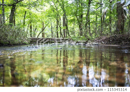 Fresh greenery reflected in the clear, transparent stream of the forest - Kagamino Town 115345314