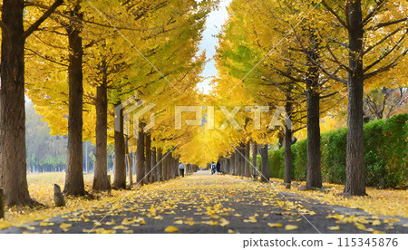 銀杏樹兩旁都是美麗的銀杏樹 115345876