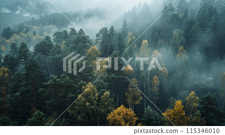 A forest with trees in various stages of fall A forest with trees in various stages of fall 115346010