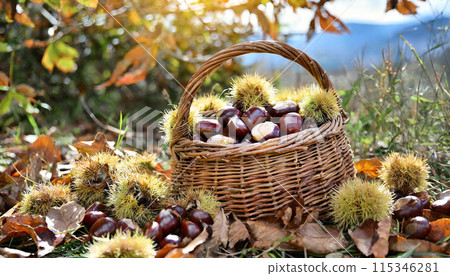 板栗,採收板栗,碩果累累的秋天 板栗,採收板栗,碩果累累的秋天 115346281
