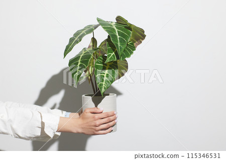girl holding a flowerpot with a flower close-up on a white background 115346531