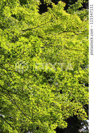 The fresh green leaves of maples are beautiful 115347131