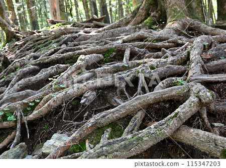 The fir trees of Miune, said to be the most beautiful mountain in Shikoku The fir trees of Miune, said to be the most beautiful mountain in Shikoku 115347203