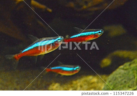 Three Neon Tetras Swimming Together Three Neon Tetras Swimming Together 115347226