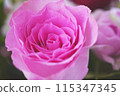 A flower arrangement featuring pink roses 115347345