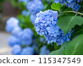 繡球藍 115347549