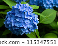 繡球藍 115347551