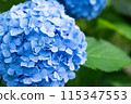 繡球藍 115347553