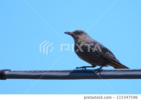 Cute rock-eared bulbul Cute rock-eared bulbul 115347596