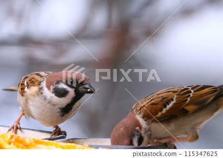 Landscape with sparrows 115347625