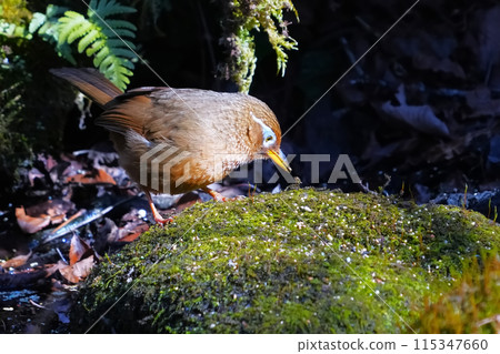 Caterpillar Caterpillar 115347660