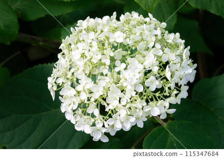 白繡球安娜貝爾 115347684