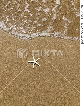 Seaside starfish Seaside starfish 115347789