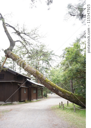 Pine trees on the Amanohashidate Pine Tree Line 115347925