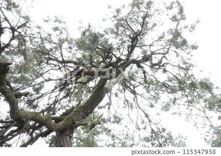 Pine trees on the Amanohashidate Pine Tree Line 115347938