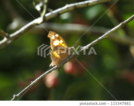 長鼻蝴蝶棲息在樹枝上 長鼻蝴蝶棲息在樹枝上 115347981