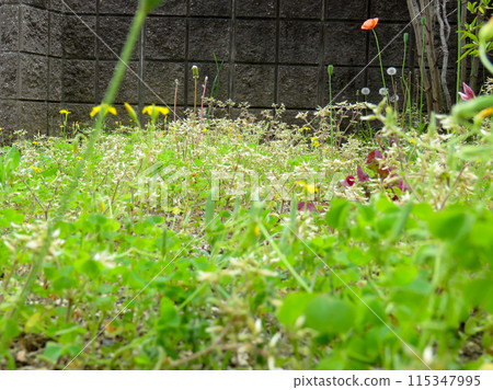 Image of weeds covering a garden Image of weeds covering a garden 115347995