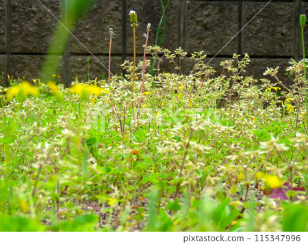 Image of weeds covering a garden Image of weeds covering a garden 115347996