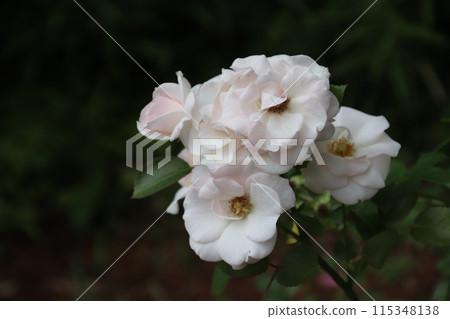 阿司匹林玫瑰 115348138