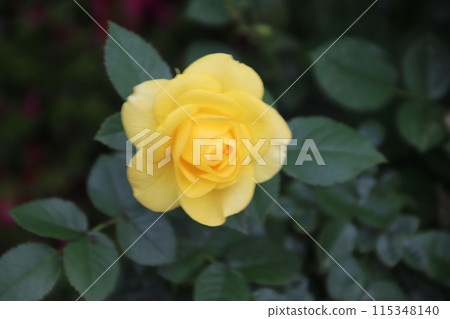 伊豆的舞者 115348140