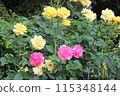 玫瑰 115348144