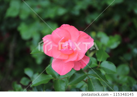 Jardin de France 115348145