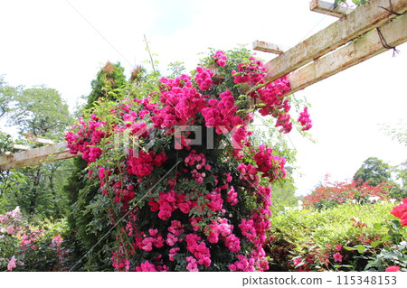 深紅漫步者 115348153