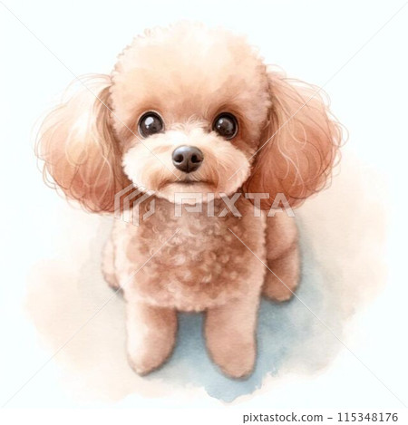 Toy poodle sitting and looking up 115348176