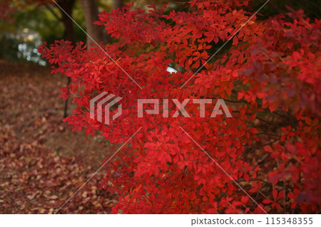 Red leaves of Dotan Azalea 115348355