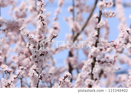 Apricot flowers 115348402