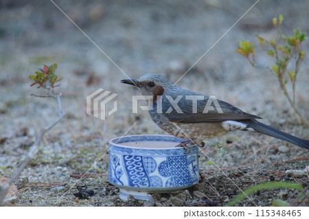 來到花園的鳥:鵯, 來到花園的鳥:鵯, 115348465