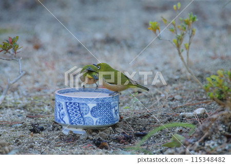 Birds that came to the garden: Japanese white-eyes, 115348482