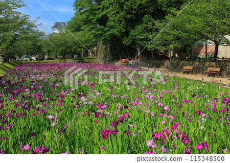 [長崎縣] 晴天大村公園的菖蒲花（串島城） 115348500