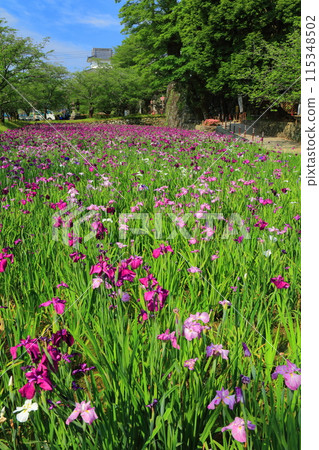 [長崎縣] 晴天大村公園的菖蒲花（串島城） 115348502
