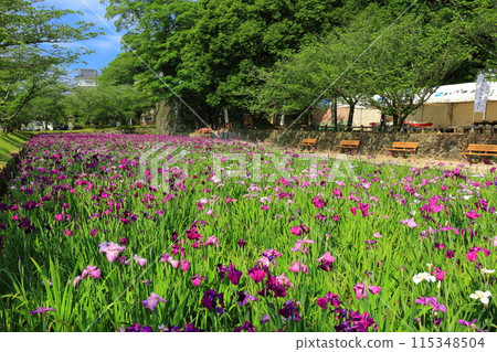 [Nagasaki Prefecture] Irises at Omura Park on a clear day (Kujima Castle) 115348504