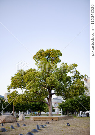 神戶美利堅公園廣場 神戶美利堅公園廣場 115348526