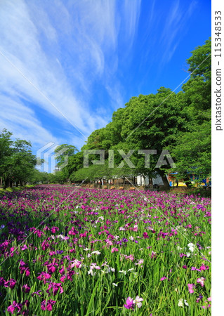[長崎縣] 晴天大村公園的菖蒲花（串島城） 115348533