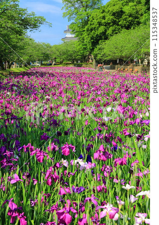 [Nagasaki Prefecture] Irises at Omura Park on a clear day (Kujima Castle) 115348537