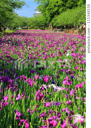 [長崎縣] 晴天大村公園的菖蒲花（串島城） 115348538