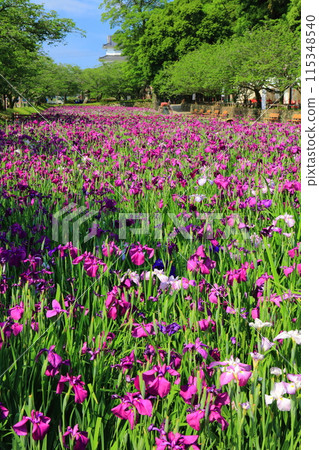 [長崎縣] 晴天大村公園的菖蒲花（串島城） 115348540